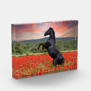 Schwarzes Pferd auf Mohnfeld Fotoblock