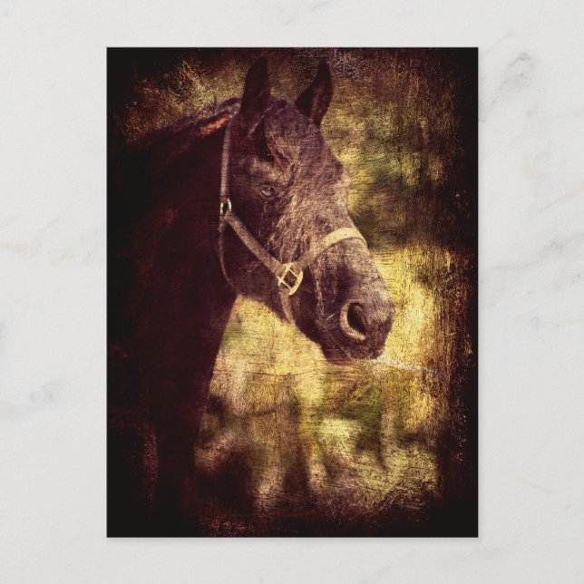 Schwarzes Pferd Postkarte (Vorderseite)