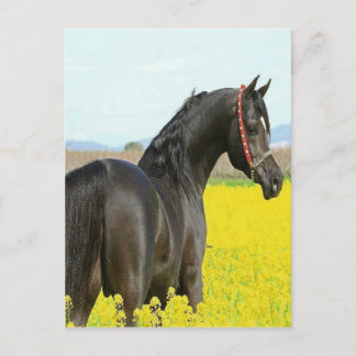Schwarzes Pferd Postkarte
