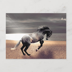 Schwarzes Pferd Sandy Beach Postüberquerung Postkarte