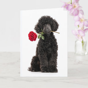 Schwarzes Pudel-Welpe Valentinstag – Süße Hingabe Karte