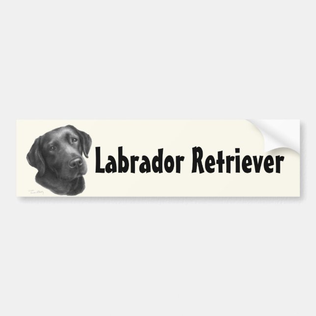 Schwarzes/Schokolade Labrador retriever Autoaufkleber (Vorne)