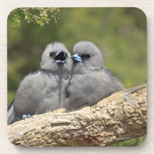 Schwarzes stellte Woodswallow, Artamus cinereus Untersetzer