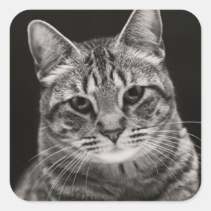 Schwarzes Tabby-Kätzchen Quadratischer Aufkleber