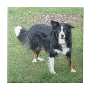 schwarzes Tri volles der Border-Collie Fliese