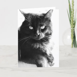 Schwarzes u. weißes Foto-hübsche schwarze Katze, Karte