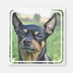 Schwarzes und Brown-Chihuahua-Magnet Magnet