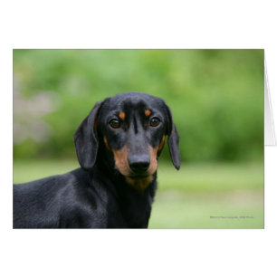 Schwarzes und Dackel 1 TANs Miniture