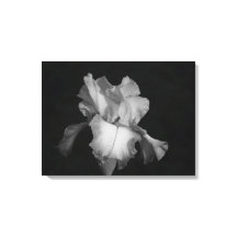 Schwarzes und weißes Iris-Foto