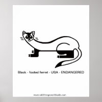 Schwarzfüßer FERRET - gefährdetes Tier - Natur