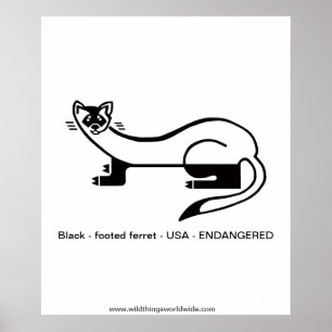 Schwarzfüßer FERRET - gefährdetes Tierposter Poster