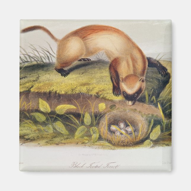 Schwarzfußgletscher Magnet (Vorne)