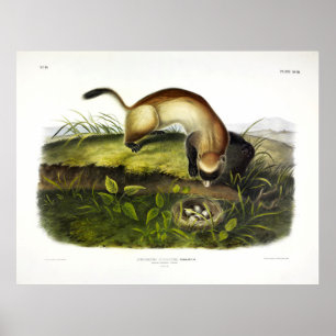 Schwarzfußspanner, American Polecat von Audubon Poster