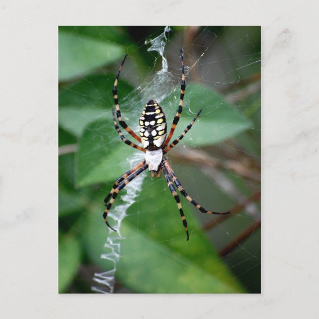Schwarzgelbe Argiope Postkarte (Vorderseite)