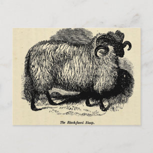 Schwarzgesichtsschaf Postkarte