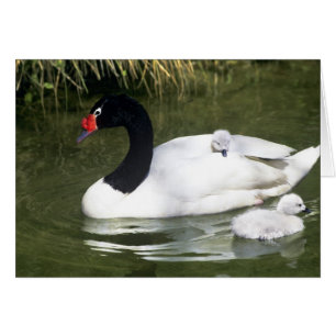 Schwarzhals-Schwan erwachsen und Küken im Wasser.