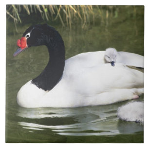 Schwarzhals-Schwan erwachsen und Küken im Wasser. Fliese