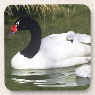 Schwarzhals-Schwan erwachsen und Küken im Wasser. Getränkeuntersetzer