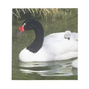 Schwarzhals-Schwan erwachsen und Küken im Wasser. Notizblock