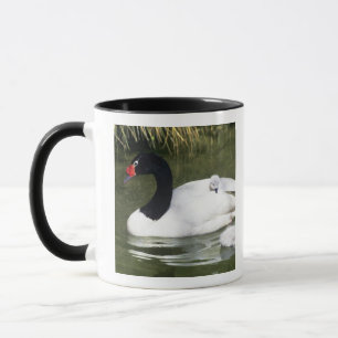 Schwarzhals-Schwan erwachsen und Küken im Wasser. Tasse