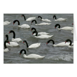 Schwarzhals-Schwäne (Cygnus melancoryphus)