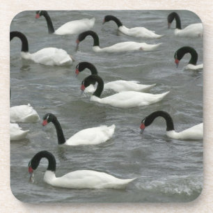 Schwarzhals-Schwäne (Cygnus melancoryphus) Getränkeuntersetzer
