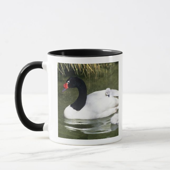 Schwarzhalsschwan erwachsen und Zygnette in Wasser Tasse (Links)