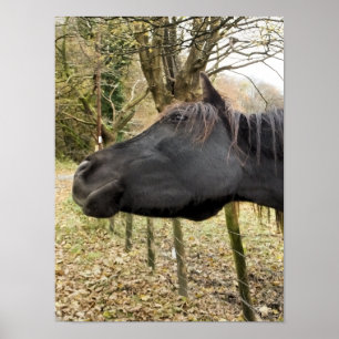 SCHWARZHORSE POSTER
