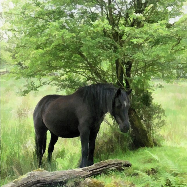 SCHWARZHORSE SCHNEIDEBRETT (A beautiful black mare resting in the shade of a tree. )