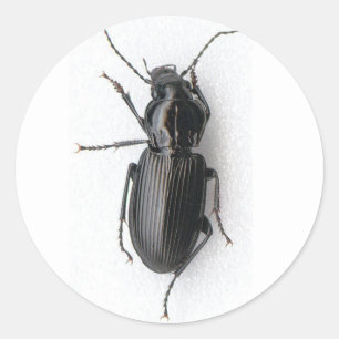 Schwarzkäfer Runder Aufkleber