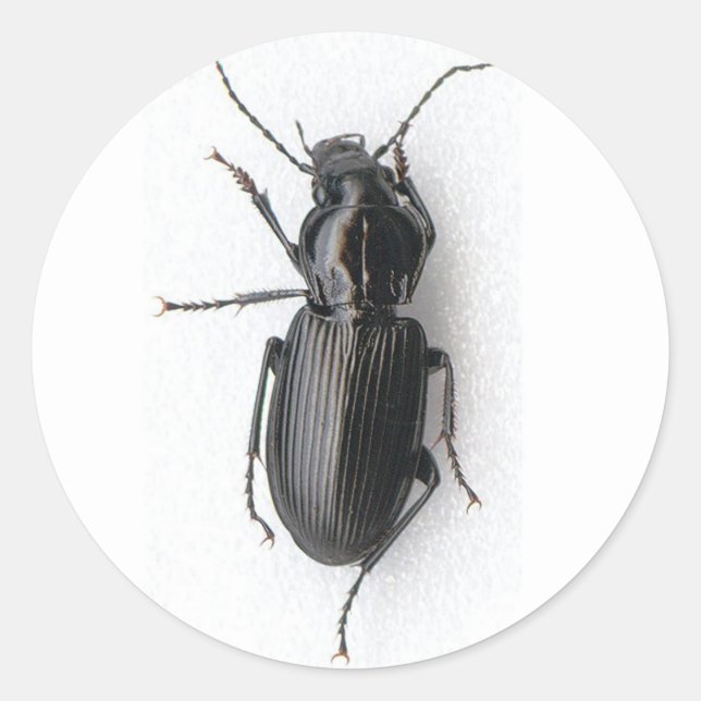 Schwarzkäfer Runder Aufkleber (Vorderseite)