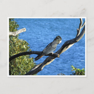 Schwarzkakadu Postkarte