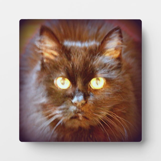 Schwarzkatze Fotoplatte (Vorderseite)