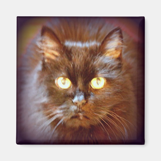 Schwarzkatze Magnet (Vorne)