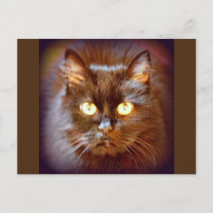 Schwarzkatze Postkarte