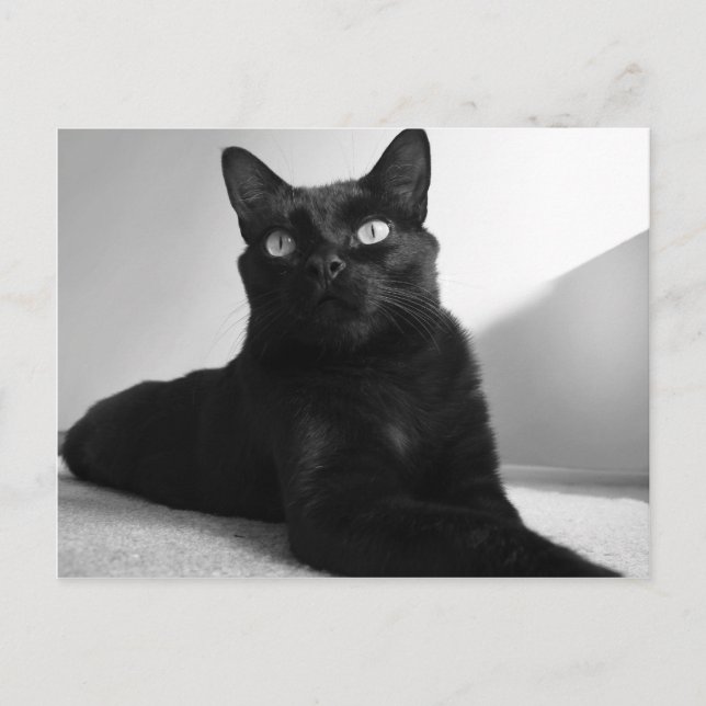 Schwarzkatze Postkarte (Vorderseite)