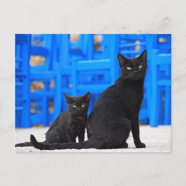 Schwarzkatze-Streukatze Postkarte (Vorderseite)