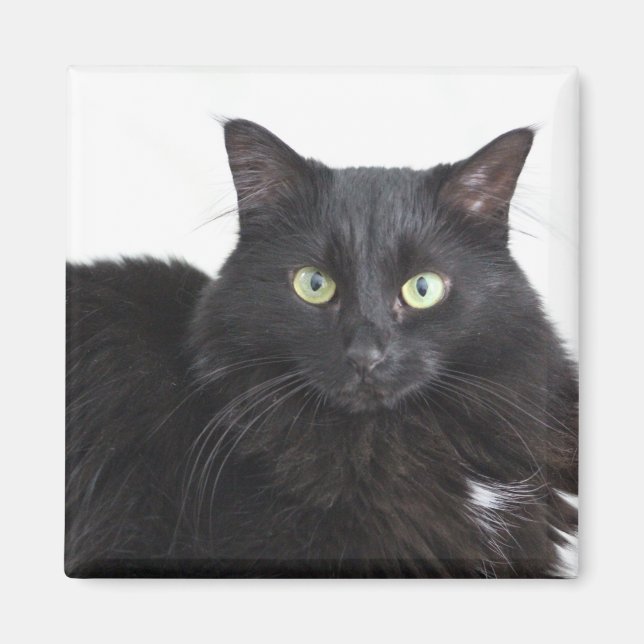 Schwarzkatzenmagnet Magnet (Vorne)