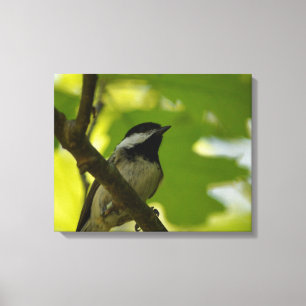SCHWARZKEHL-CHICKADEE-LEINWANDDRUCK LEINWANDDRUCK