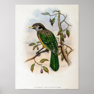 Schwarzkehliger Katzenvogel von John Gould Poster