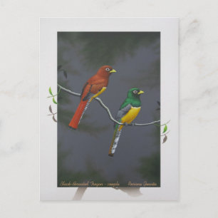 Schwarzkehltrogon - Paar Postkarte