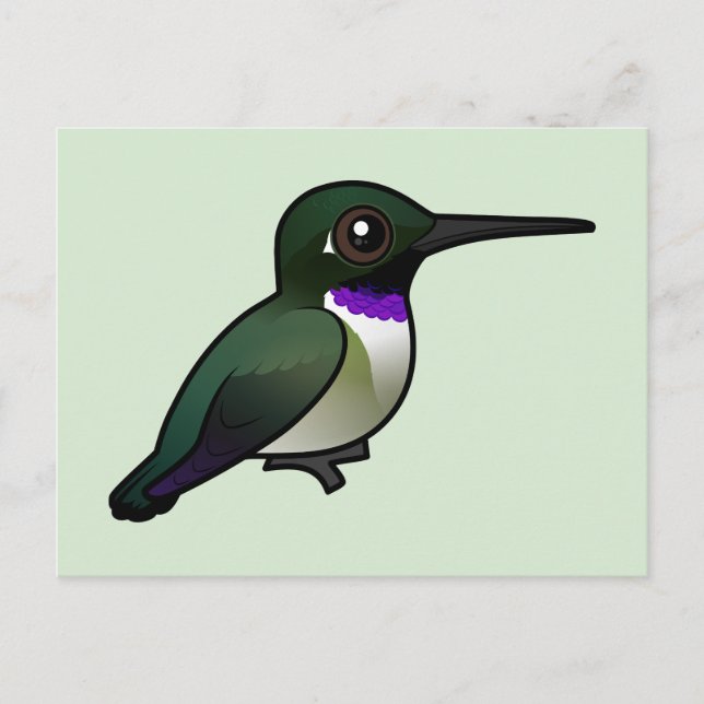 Schwarzkinniger Hummingbird Postkarte (Vorderseite)