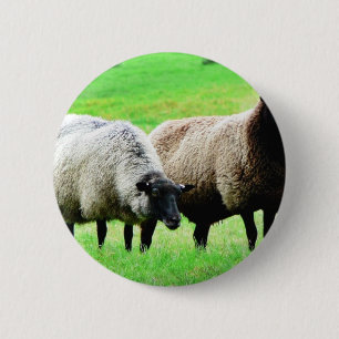 Schwarzköpfige Schafe Button
