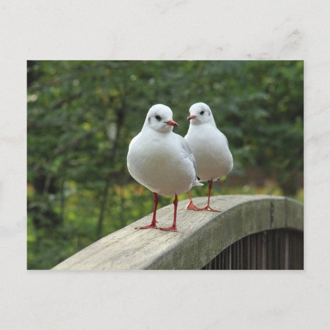 Schwarzkopfmöwe Postkarte (Vorderseite)