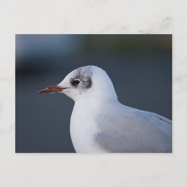 Schwarzkopfmöwe Postkarte (Vorderseite)