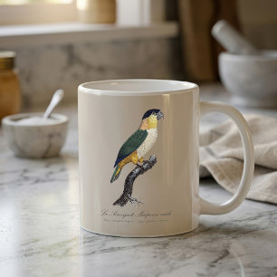 Schwarzkopfpapagei, Pionites Melanocephalus Kaffeetasse