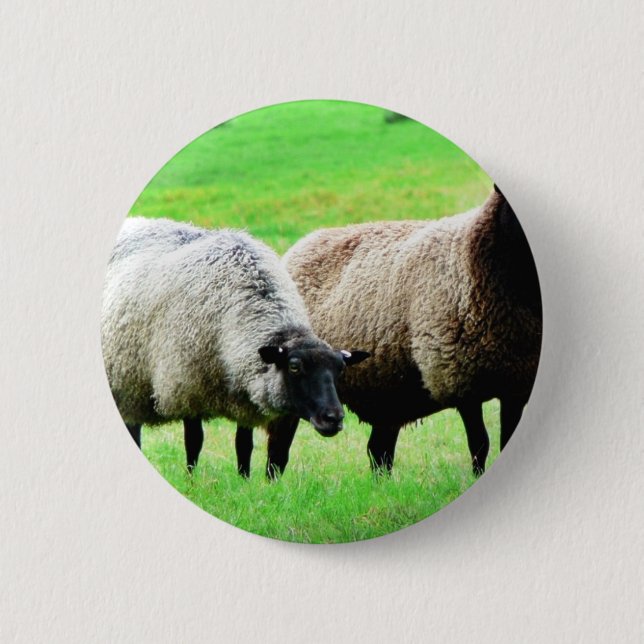 Schwarzkopfschaaf Button (Vorderseite)