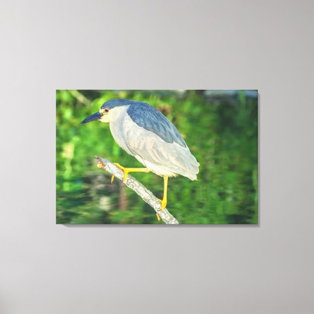 Schwarzkronenheron Leinwanddruck (Vorderseite)