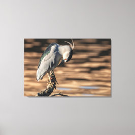 Schwarzkronenheron Leinwanddruck