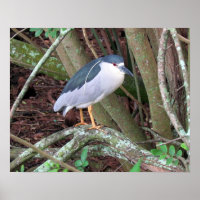 Schwarzkronenheron mit Zuchtmuschel